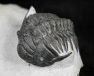 Unusual Crotalocephalus Maurus Trilobite #25736-4